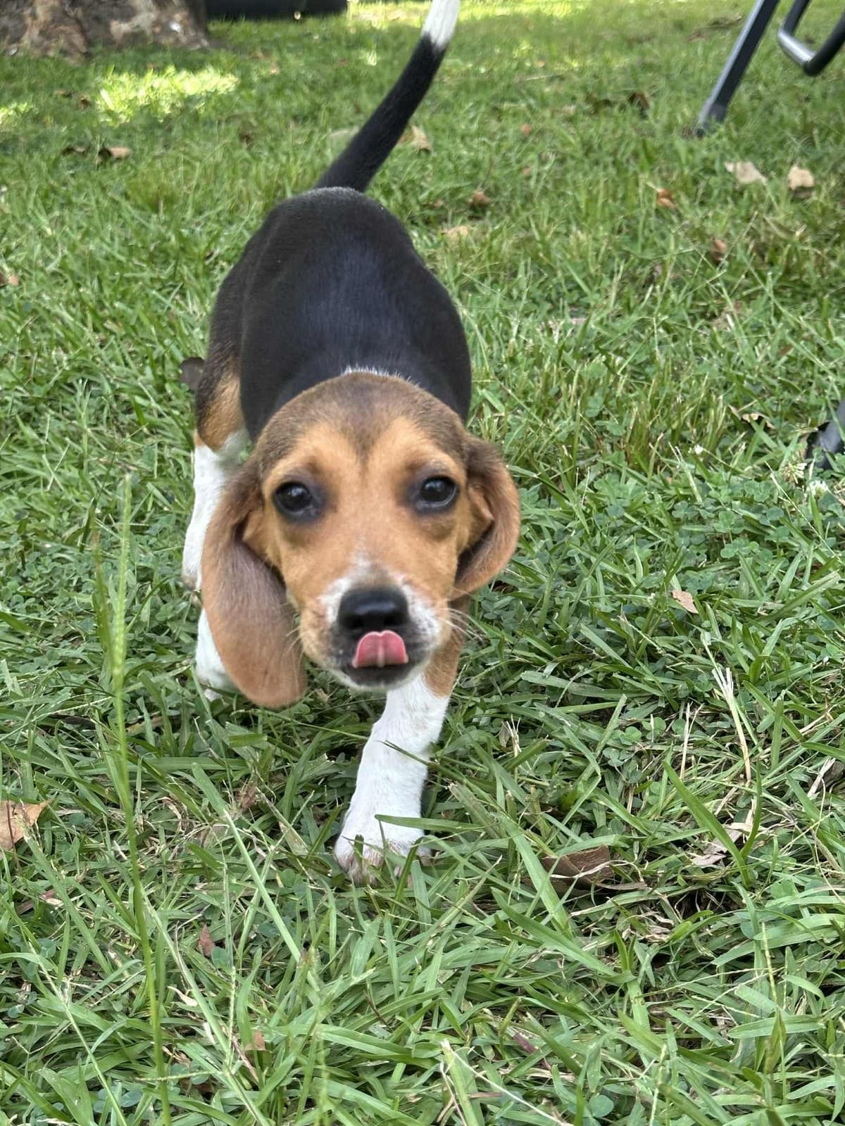 Beagle Puppies breeder image 3