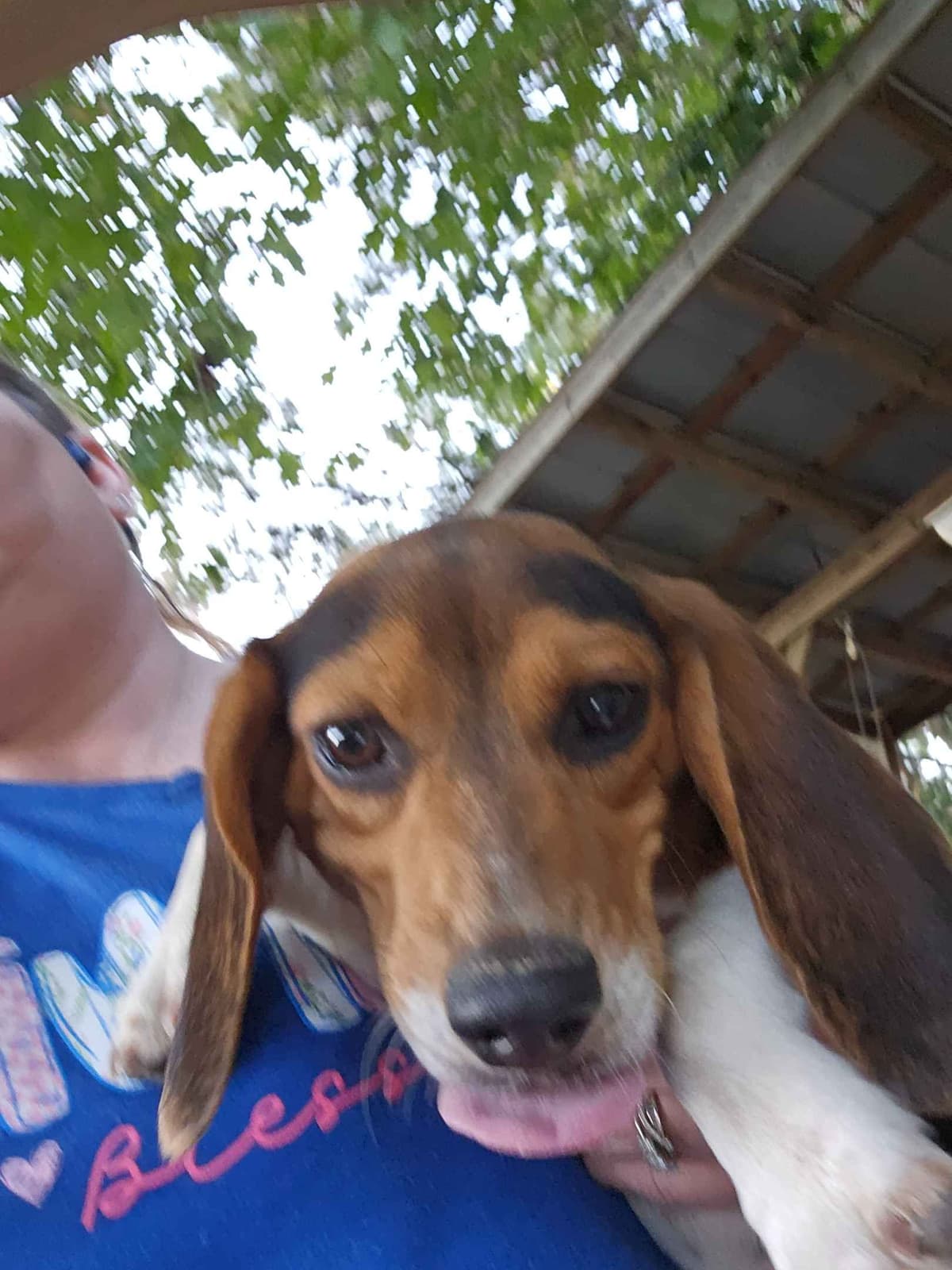 Beagle Puppies breeder image 4
