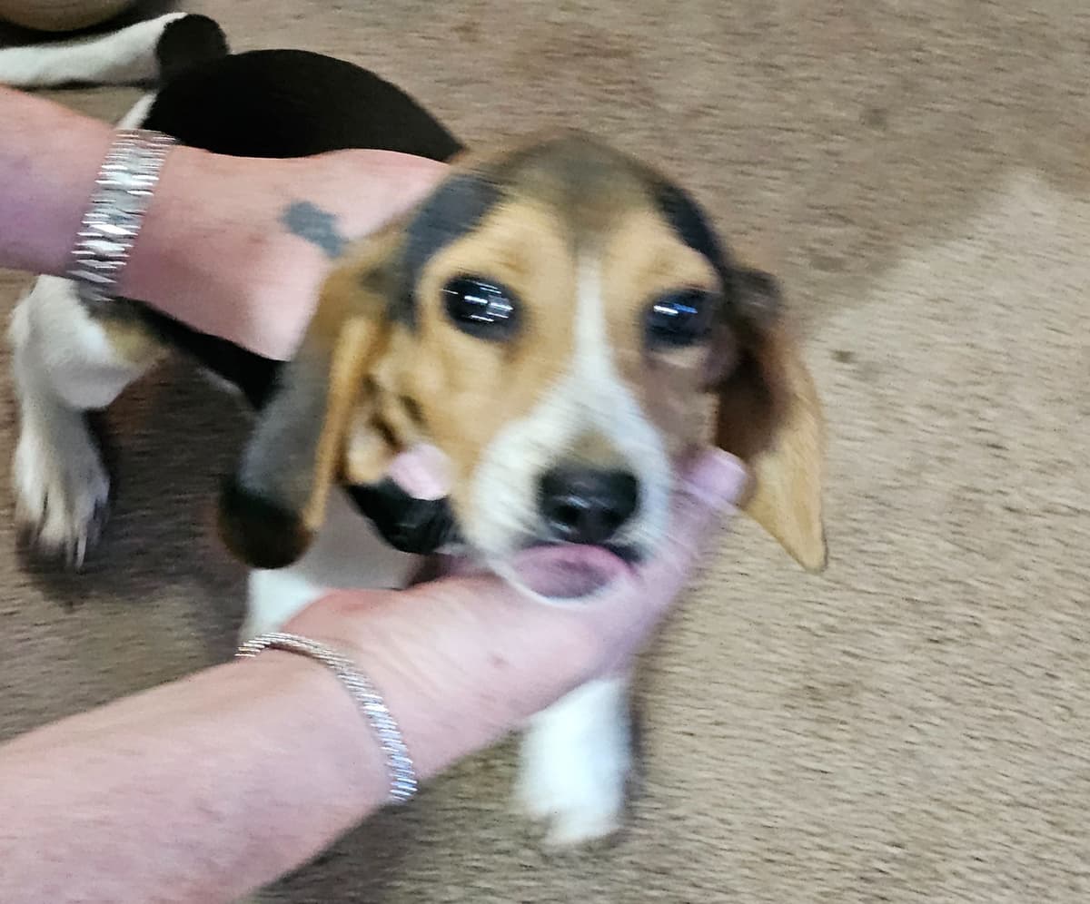 Beagle Puppies breeder image 5