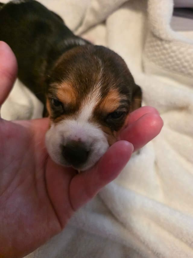 Beagle Puppies media 4
