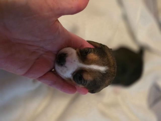 Beagle Puppies media 2