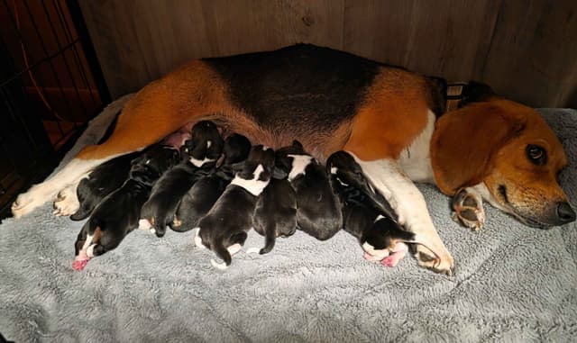 Beagle Puppies media 3