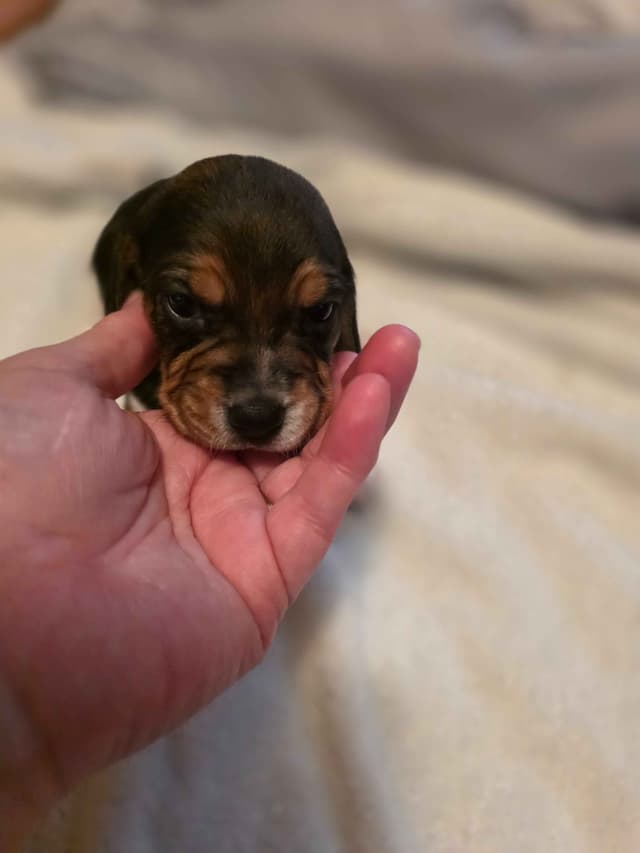 Beagle Puppies media 7