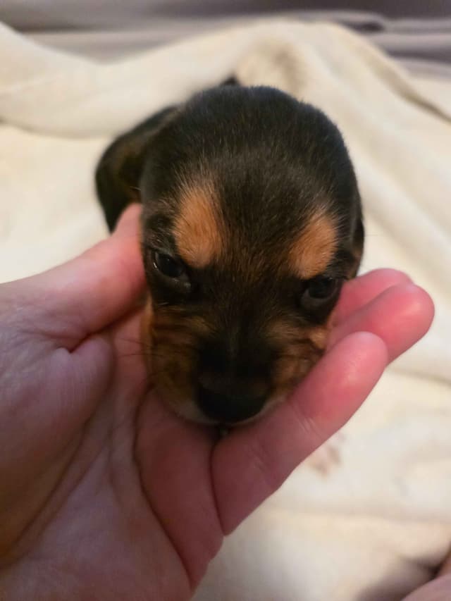Beagle Puppies media 5