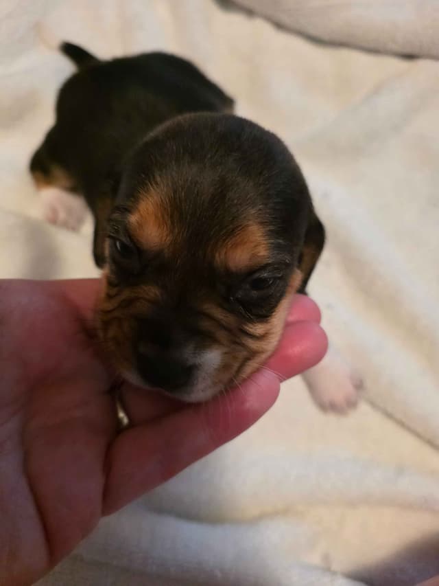 Beagle Puppies media 6