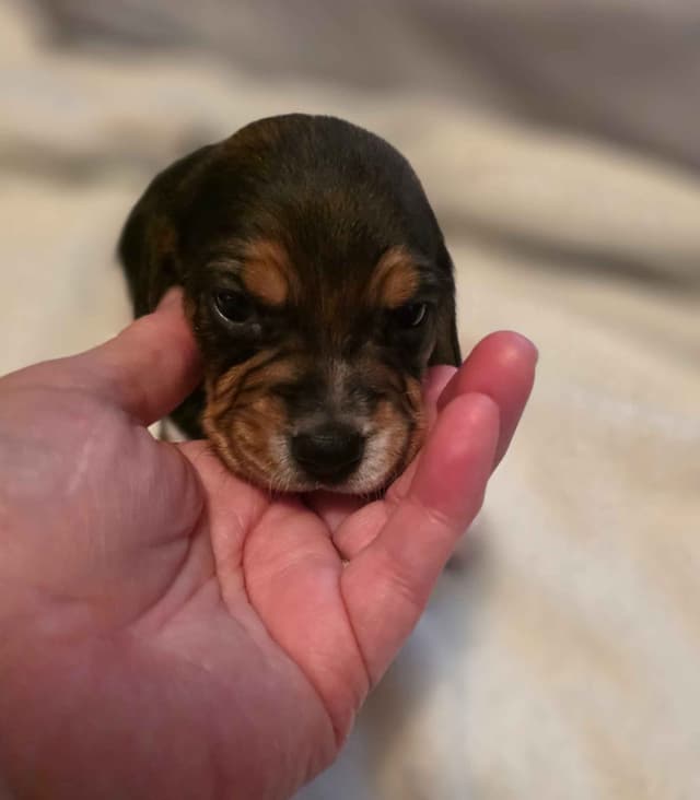 Beagle Puppies media 8