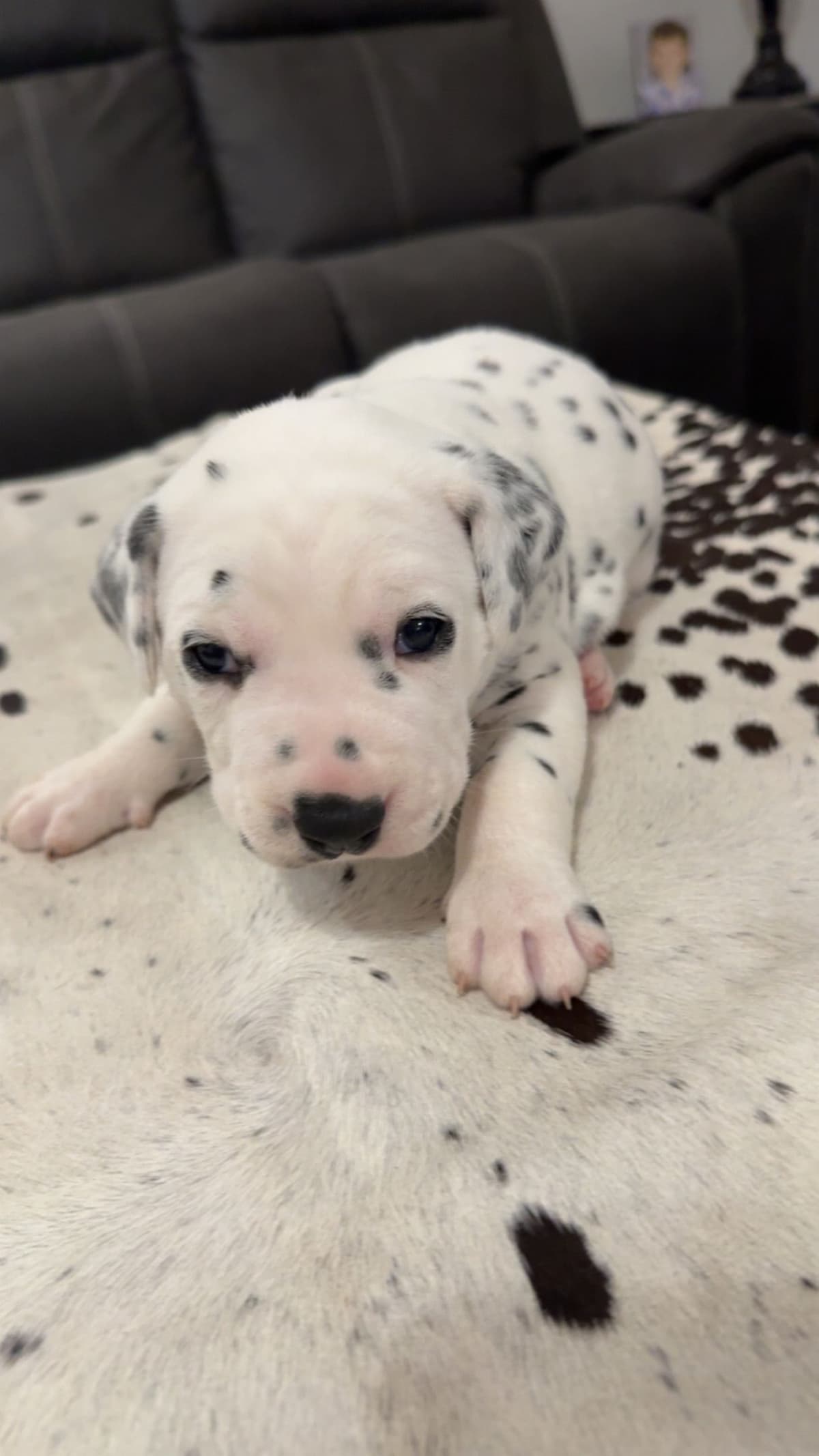 Dalmatian Puppies breeder image 6