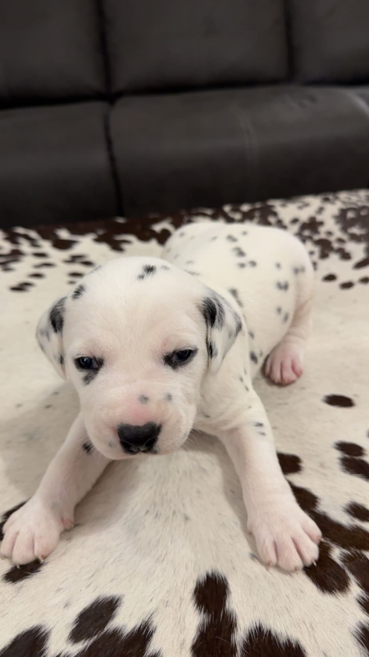 Dalmatian Puppies breeder image 7