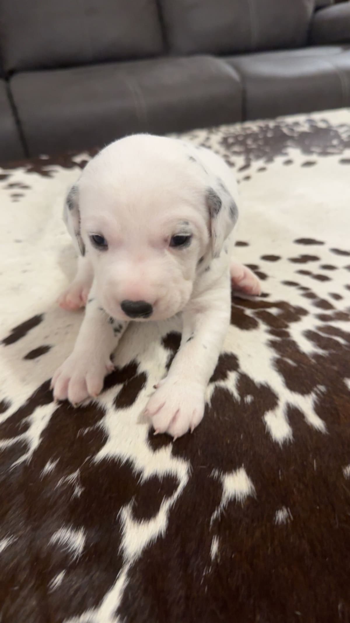 Dalmatian Puppies breeder image 8