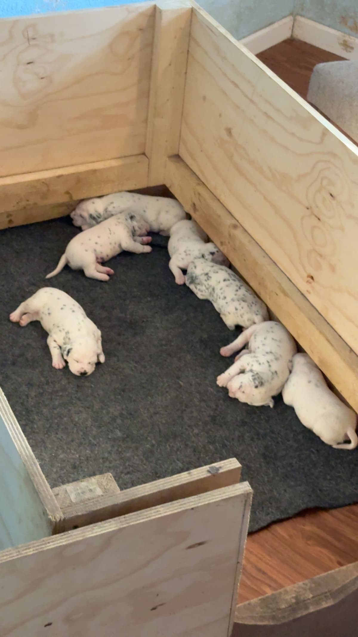 Dalmatian Puppies breeder image 2