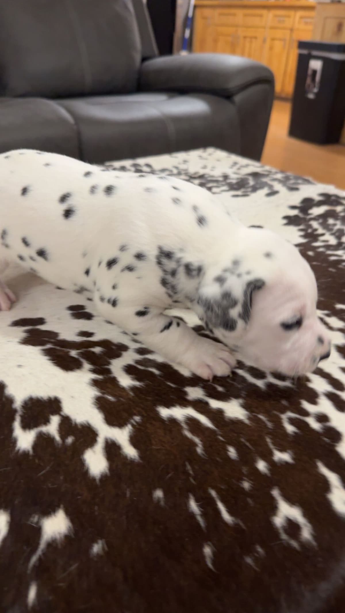 Dalmatian Puppies breeder image 5