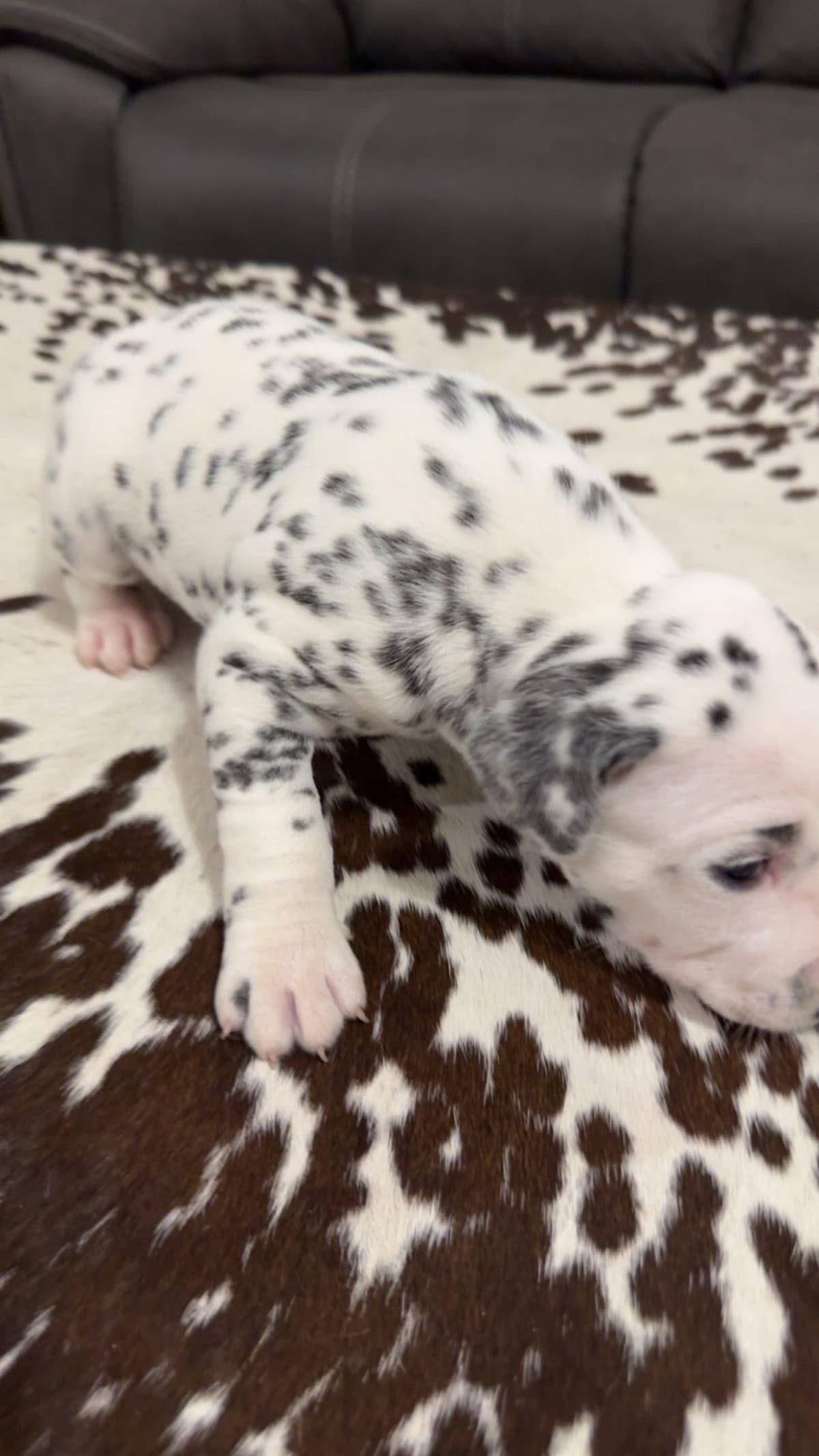 Dalmatian Puppies breeder image 3