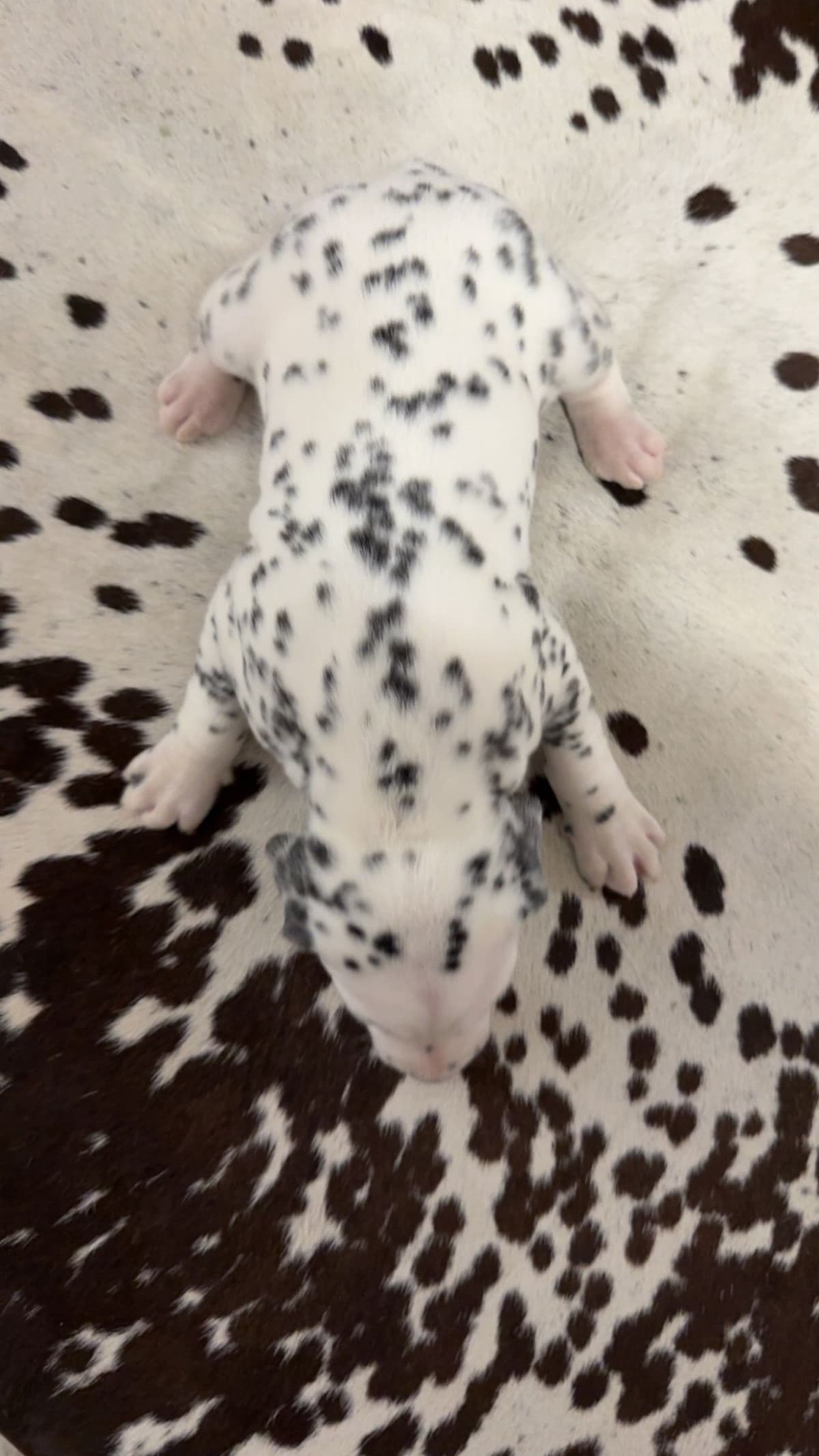 Dalmatian Puppies breeder image 4
