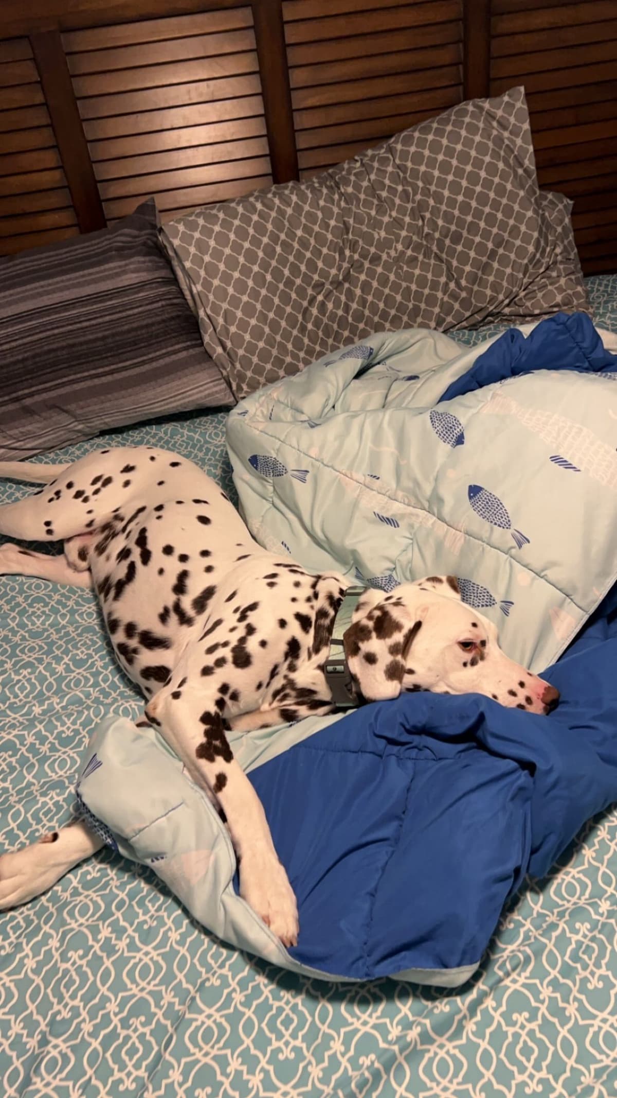 Dalmatian Puppies breeder image 9