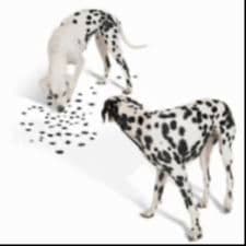 Dalmatian Puppies breeder image 1