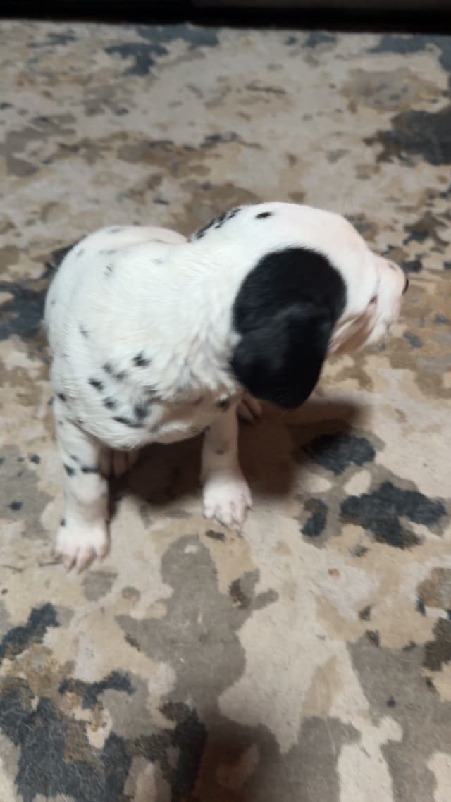 Dalmatian Puppies media 10