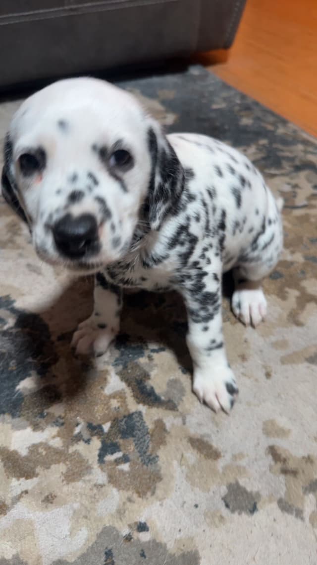 Dalmatian Puppies media 3