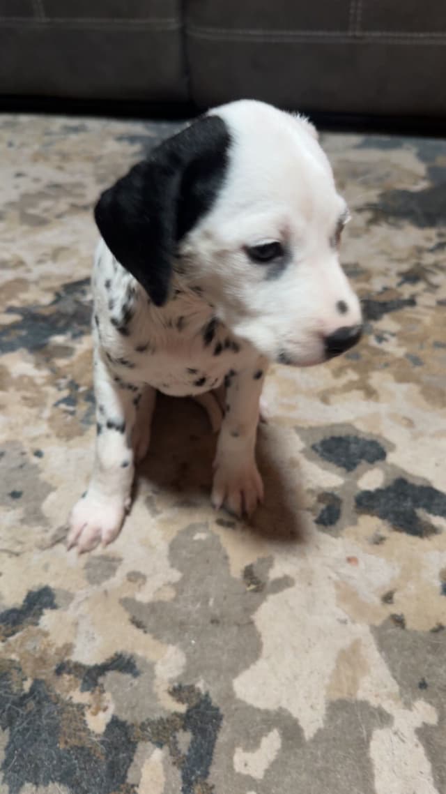 Dalmatian Puppies media 9