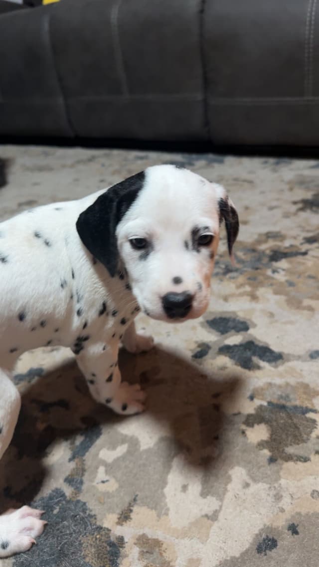 Dalmatian Puppies media 2