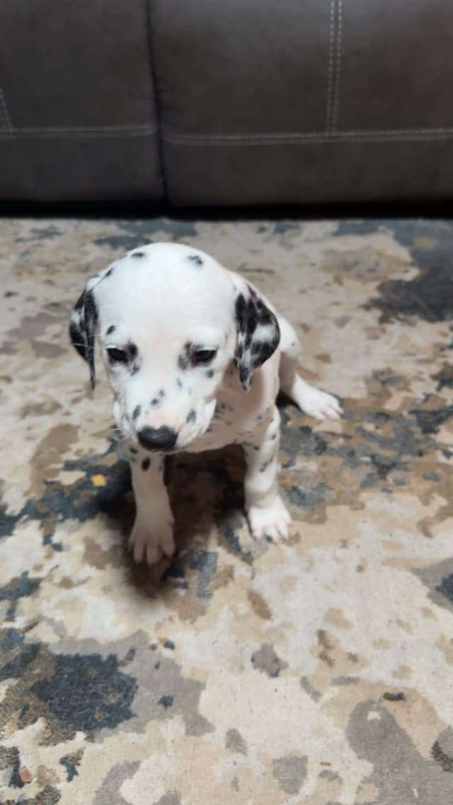 Dalmatian Puppies media 8