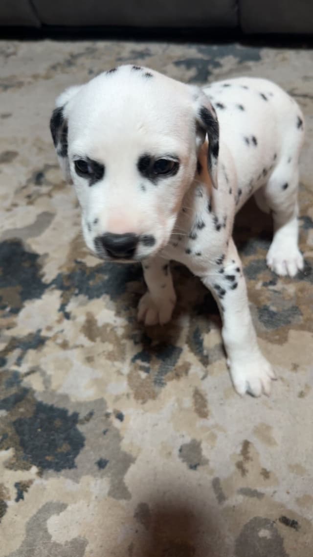 Dalmatian Puppies media 12