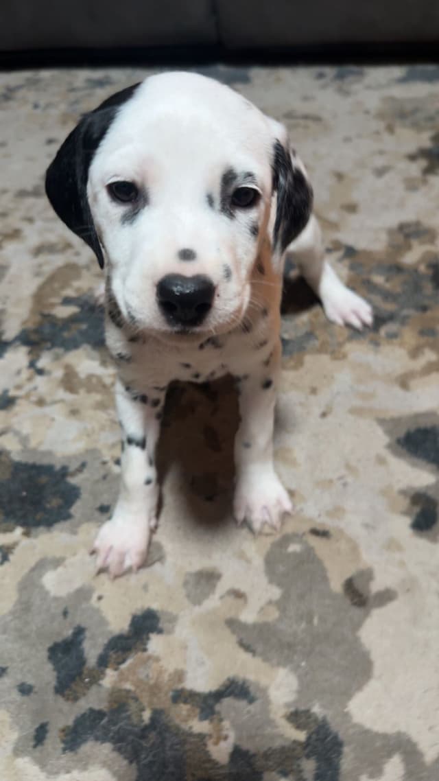 Dalmatian Puppies media 5