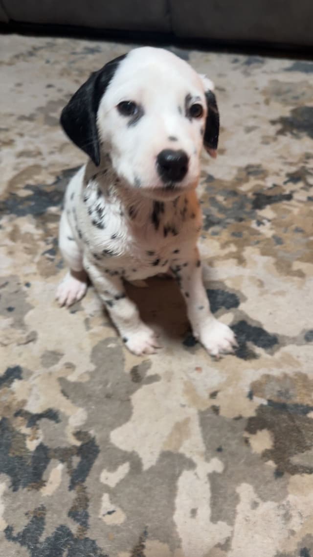 Dalmatian Puppies media 4