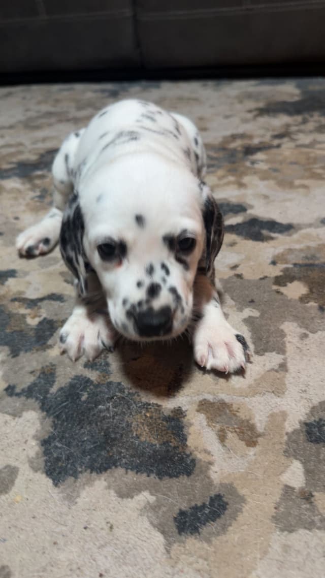 Dalmatian Puppies media 7