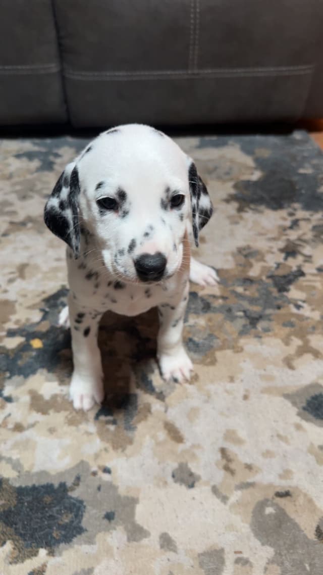 Dalmatian Puppies media 14