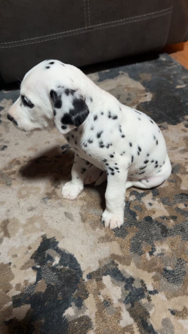 Dalmatian Puppies media 15