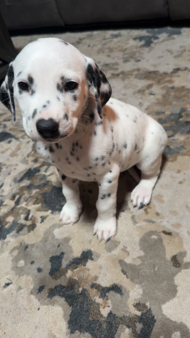 Dalmatian Puppies media 6