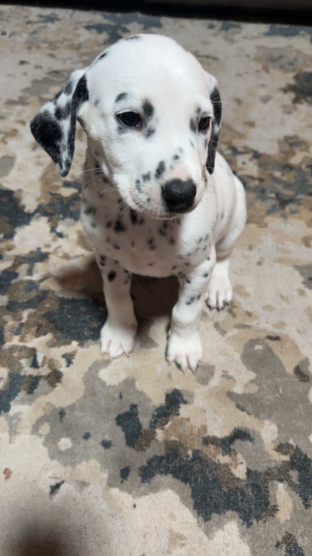 Dalmatian Puppies media 13