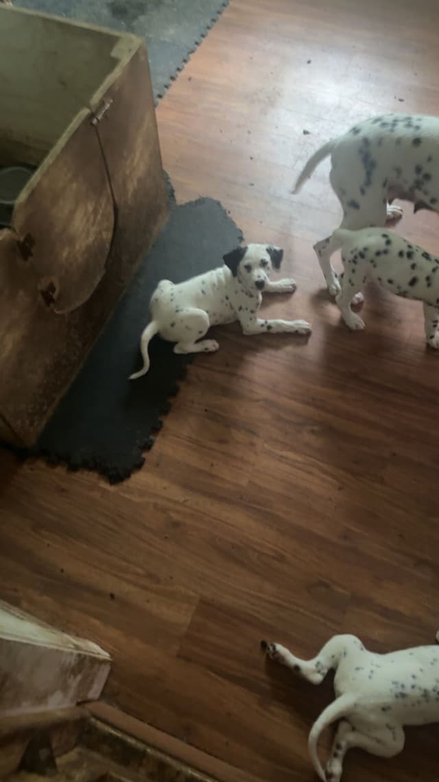 Dalmatian Puppies media 18