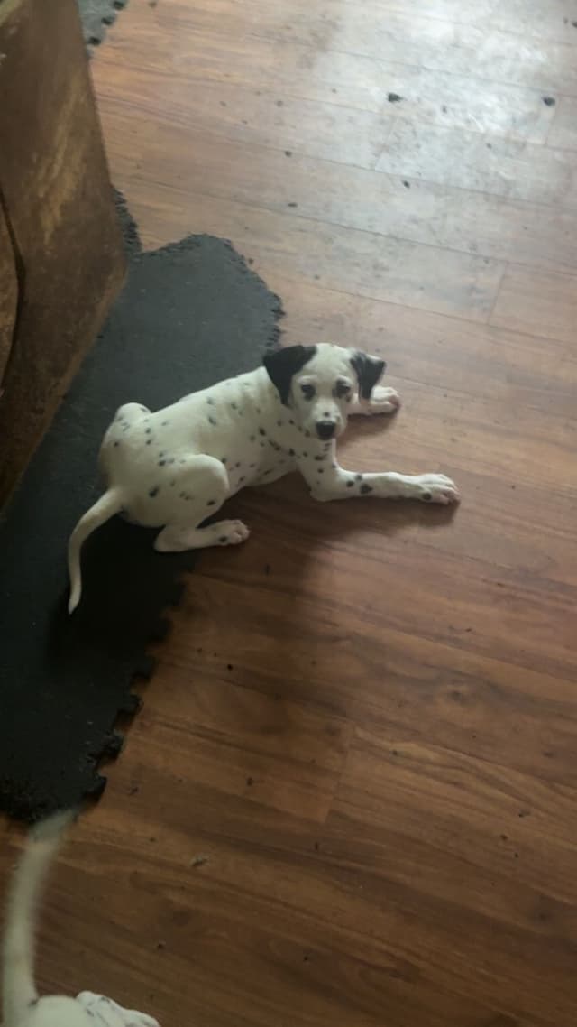 Dalmatian Puppies media 19