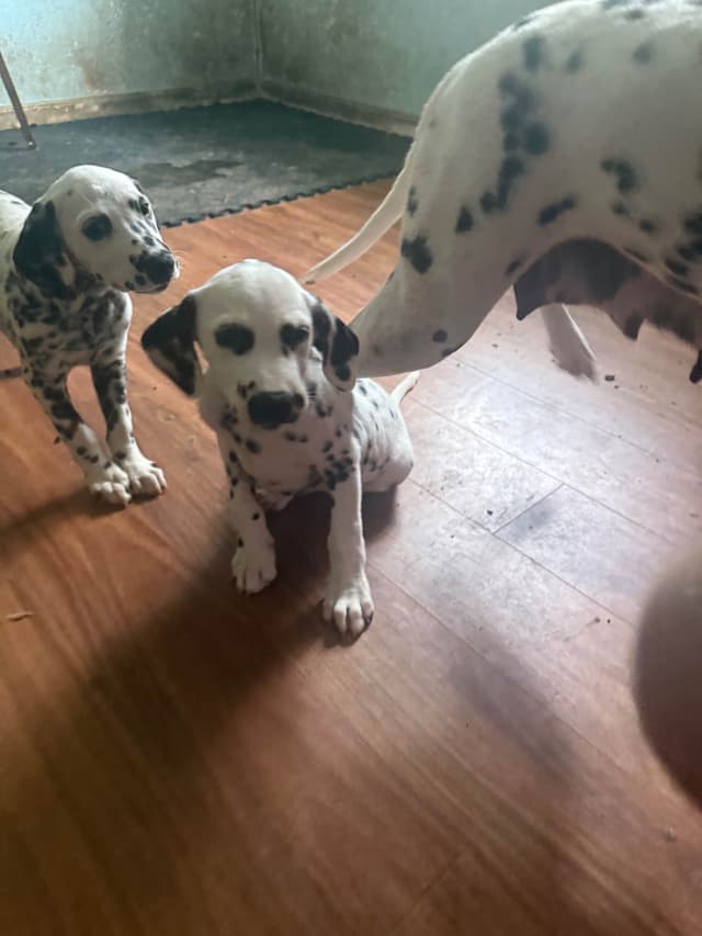 Dalmatian Puppies media 20