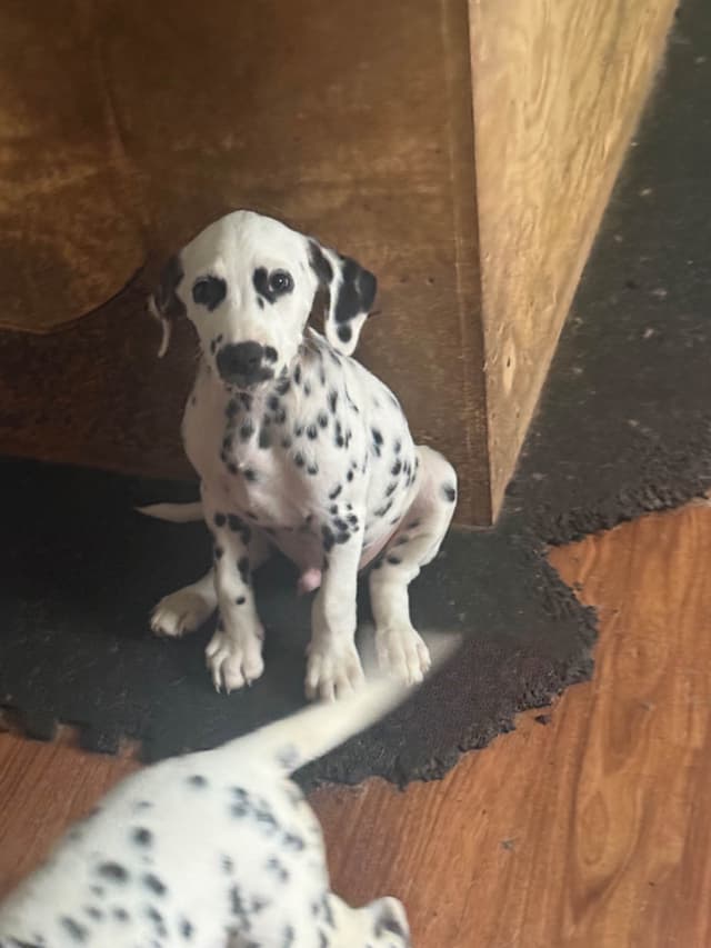 Dalmatian Puppies media 25