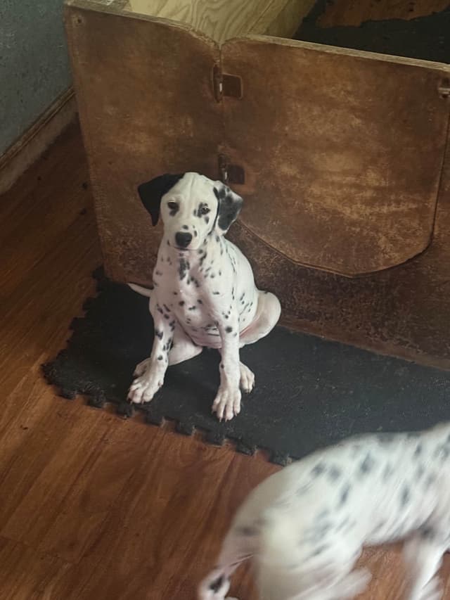 Dalmatian Puppies media 24