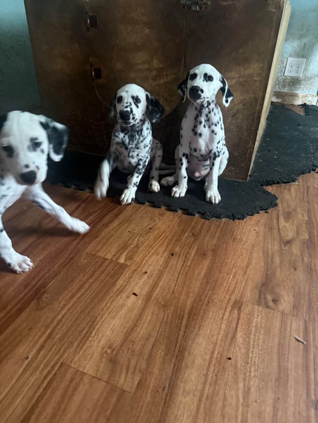 Dalmatian Puppies media 22