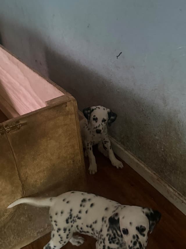 Dalmatian Puppies media 23
