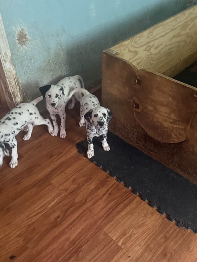 Dalmatian Puppies media 21