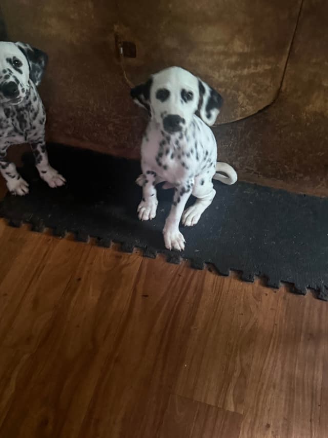 Dalmatian Puppies media 27
