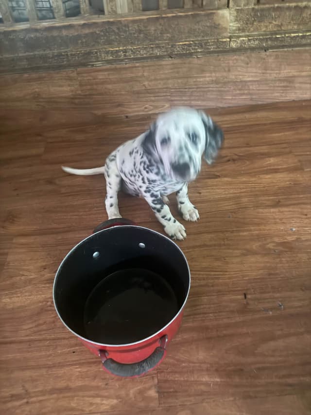 Dalmatian Puppies media 28