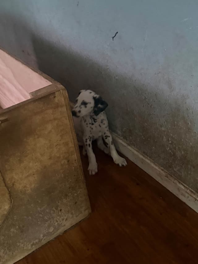 Dalmatian Puppies media 26