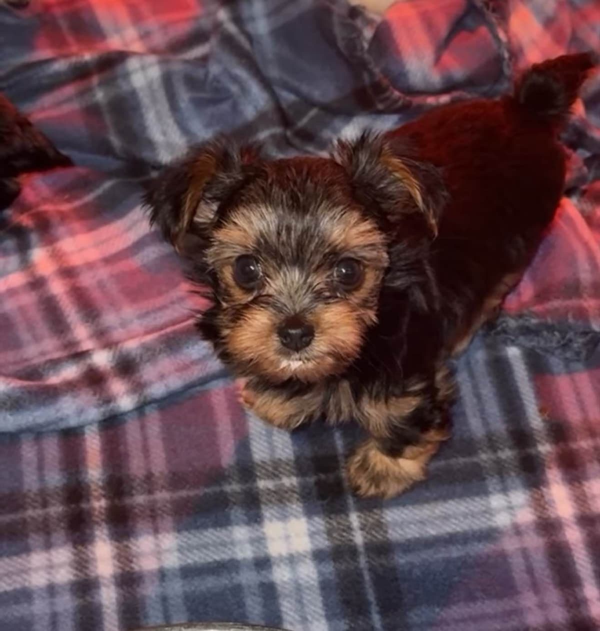 Yorkshire Terrier parti Puppies breeder image 1