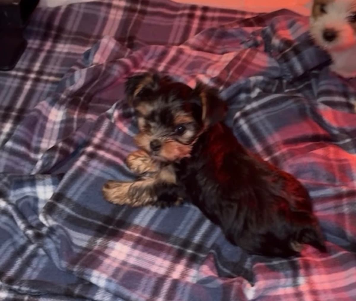 Yorkshire Terrier parti Puppies breeder image 3