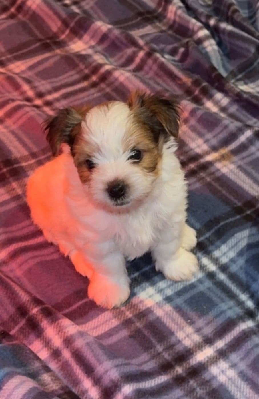 Yorkshire Terrier parti Puppies breeder image 4