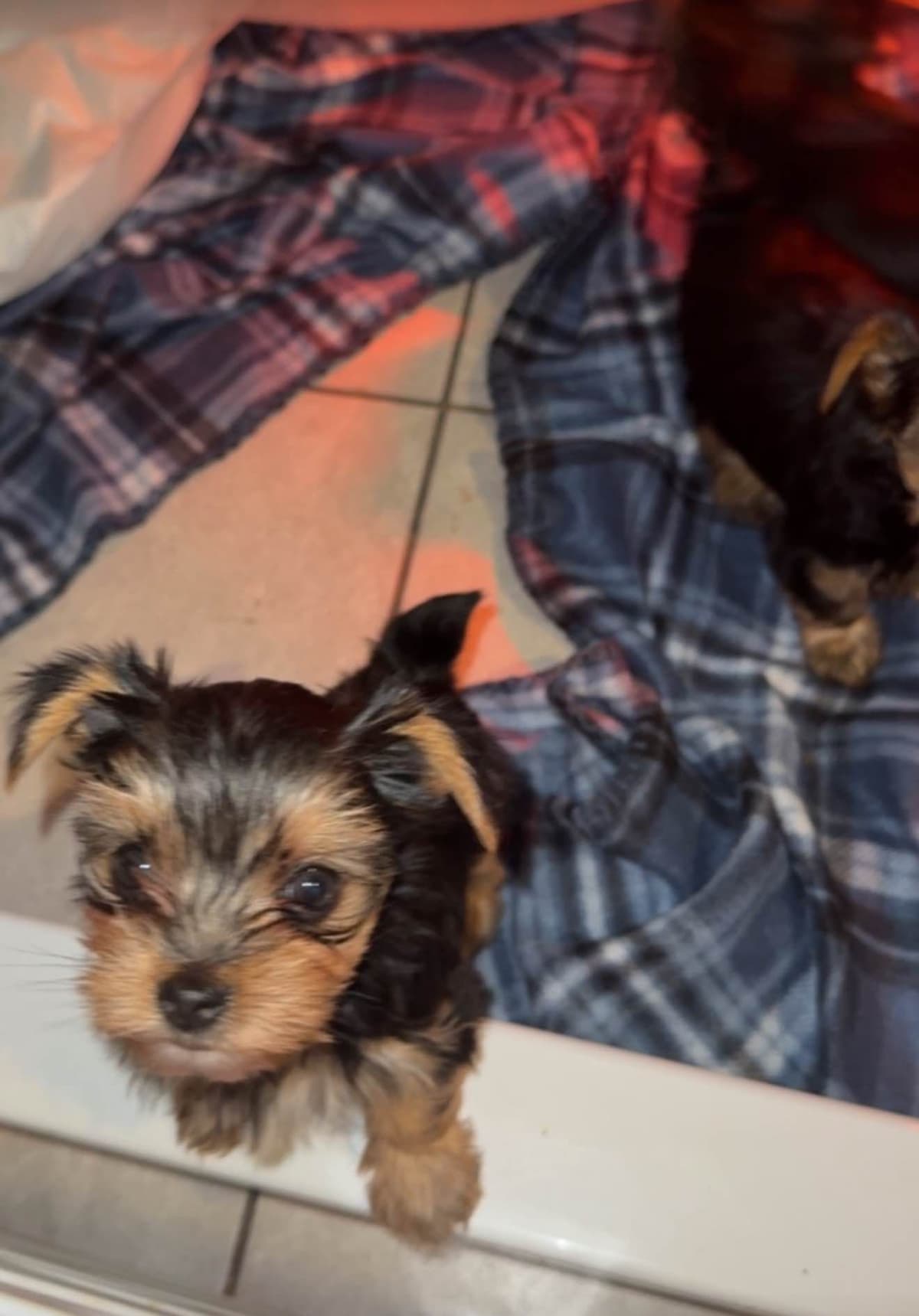 Yorkshire Terrier parti Puppies breeder image 2