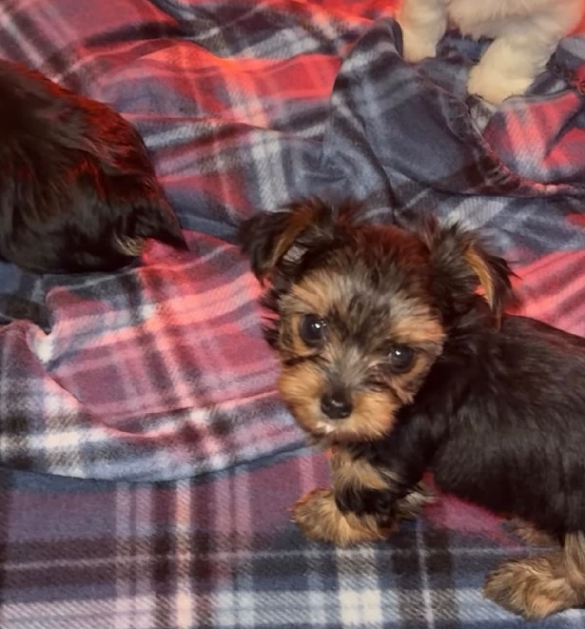 Yorkshire Terrier parti Puppies breeder image 5
