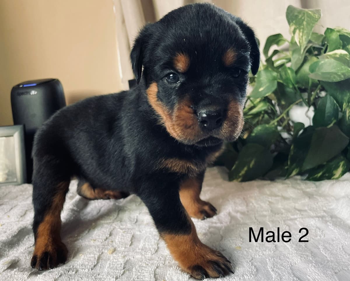 Rottweiler Puppies breeder image 3
