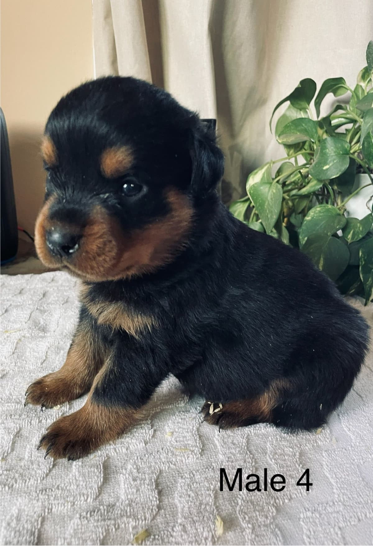 Rottweiler Puppies breeder image 5